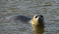 Giraffe, Erdmännchen & Co. (211)