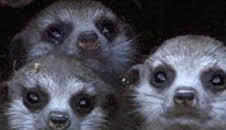 Iconos de la Vida Silvestre: Los 5 Grandes