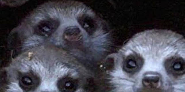 07:30: Iconos de la Vida Silvestre: Grandes felinos de África | Aragón TV | 2/14 2026