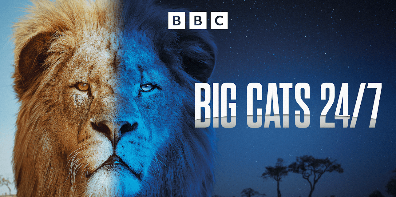 Big Cats 24/7