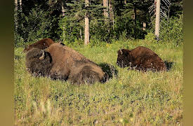 The Yukon Blues: Hit the road man!