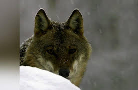 Nature's Strangest Mysteries: Solved Season 1: Unicorn of the Sea