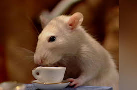 Once Upon A Hamster Season 1: The Contest with the Wind