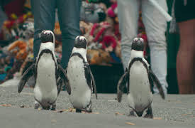 Penguin Town: Hemkomsten