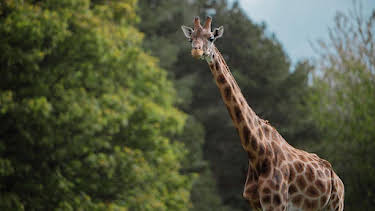 9:30 AM: Animal Park | BBC One | 8/10 2026