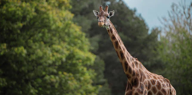 2:30 PM: Animal Park | BBC One | 1/21 2026