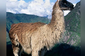 Lost Worlds of South America: Discovering Peru's Earliest Cities