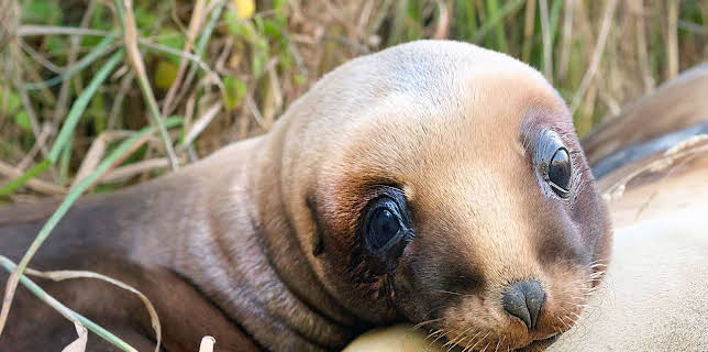 17:50: Wildes Neuseeland (2/3) | Arte | 3/4 2026