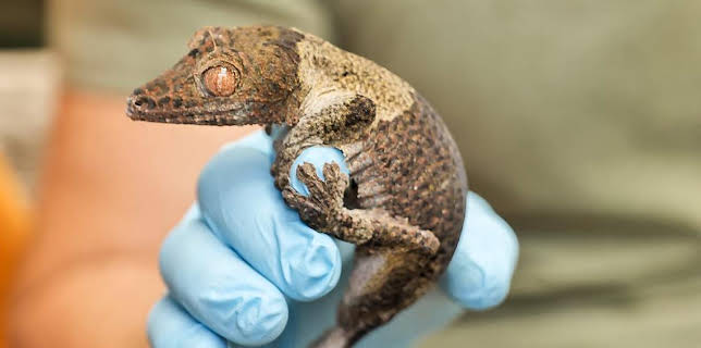 12:40 PM: Go Wild (S1) | Cbeebies | 11/23 2025