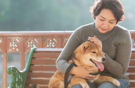 Learning Japanese: A Gateway into Culture: Keeping Pets; Wearing Clothes; Traffic Lights