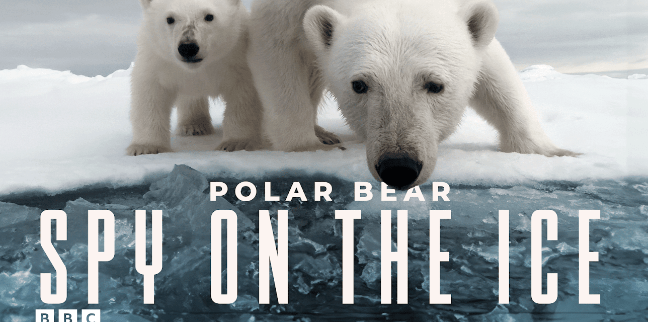 Polar Bear: Spy on the Ice
