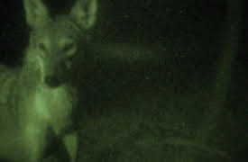 Night Season 1: Red Wolves