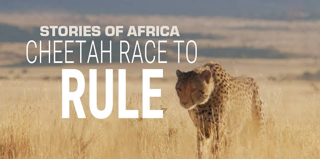 Stories of Africa: Cheetah Race to Rule (2022)