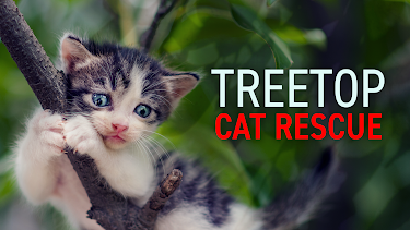 9:00 PM: Treetop Cat Rescue (S1 E1) (S1) | Animal Planet | 1/11 2026