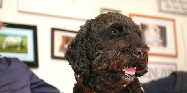 10:20: Die Tierärzte - Retter mit Herz (41) | WDR Fernsehen | 3/9 2026