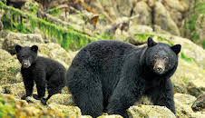 Sieben Kontinente - Ein Planet