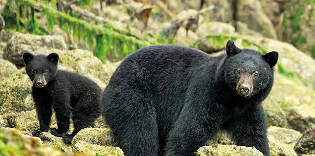 14:10: Sieben Kontinente - Ein Planet | ZDFneo | 11/1 2025