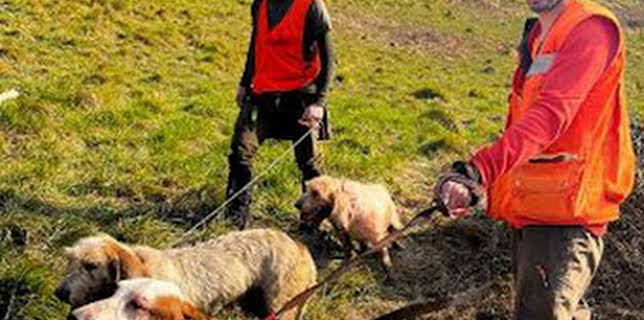 01:25: Batiendo jabalies en Coruxo | Caza y Pesca | 12/29 2025