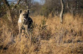 Predators Up Close with Joel Lambert Season 1: Hyenas