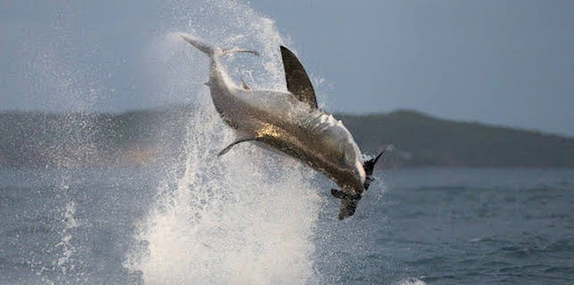 17:45: Air Jaws: Weiße Haie vor Neuseeland | ProSieben Maxx | 12/24 2025