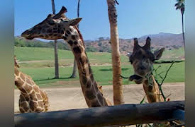 Baby Genius: Animal Adventures!