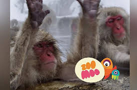 Growing Up: Japanese Macaque Hot Tub