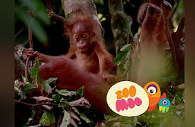 Growing Up: Orangutan