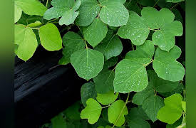 The Science of Gardening: What to Do about Weeds