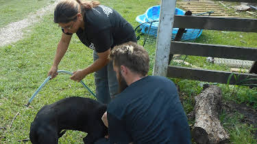 06:00: Pit Bulls & Parolees (S7 E7) (S7) | Animal Planet | 6/20 2026