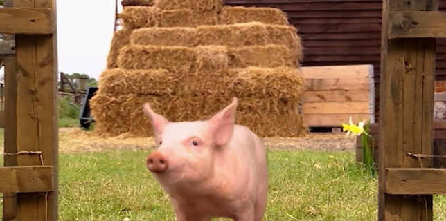 5:30 PM: Treubh an Tuathanais (Big Barn Farm) (S2) | BBC Alba | 11/19 2025