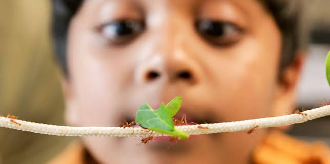 12:40 PM: Go Wild (S1) | Cbeebies | 11/16 2025