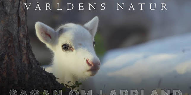 20:00: Världens natur: Sagan om Lappland | SVT2 | 12/17 2025