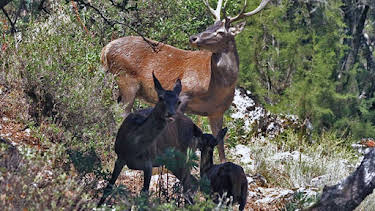 15:50: Sardinien - Arche aus Stein | Arte | 3/29 2026