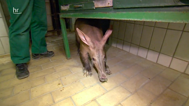 05:55: Giraffe, Erdmännchen & Co. (209) | HR Fernsehen | 4/8 2026