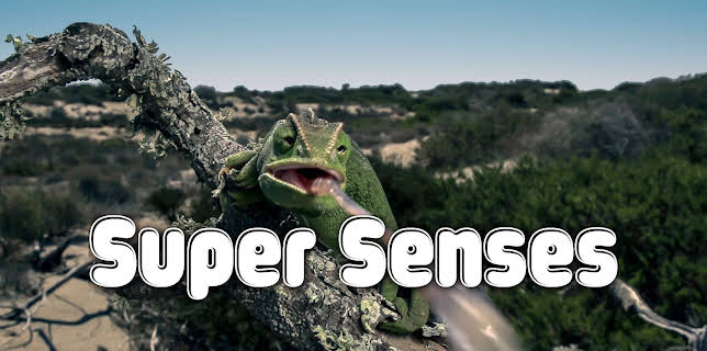 Super Senses (2026)