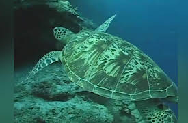 Baby Genius: Underwater Adventures