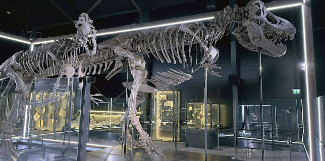 19:40: Re: Das Geschäft mit Dino-Fossilien | Arte | 3/11 2026