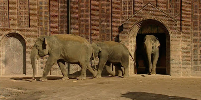 10:35: Elefant, Tiger & Co. (250) | MDR Fernsehen | 11/4 2025