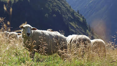 16:30: natur exclusiv | BR Fernsehen | 5/16 2026