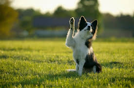 Animal DNA: The Origin of Dogs