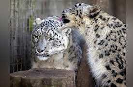 Snow Leopards Of Leafy London: Episode 5