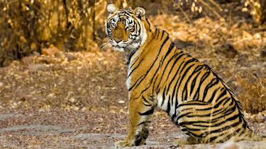 4:00 PM: Natural World | BBC Two | 4/5 2026