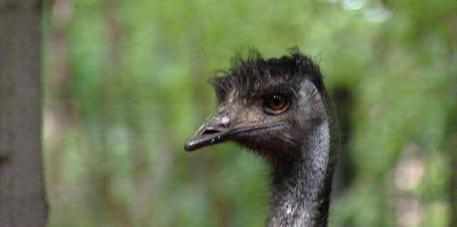 14:25: Elefant, Tiger & Co. (250) | MDR Fernsehen | 2/11 2026