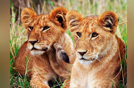 Nomads Of The Serengeti: Journey to the Short Grass Plains