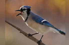 The National Geographic Guide to Birding in North America: Birding by Ear