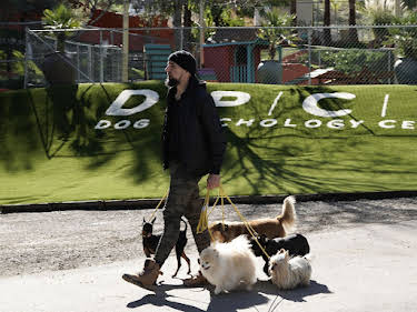 15:25: Cesar Millan: Better Human Better Dog - Bessere Menschen, bessere Hunde | Sixx | 5/31 2026