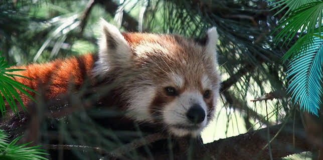 02:50: Elefant, Tiger & Co. | MDR Fernsehen | 1/16 2026