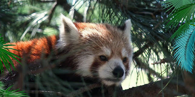 Elefant, Tiger & Co.