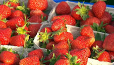 Wie geht das? Erdbeeranbau im großen Stil