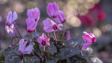 12:20: Schnittgut. Alles aus dem Garten | BR Fernsehen | 10/23 2026